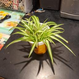 baby spider plants. i have four pots of eight to 10  baby spider plants in each in water. selling them free. will need t put in soil.