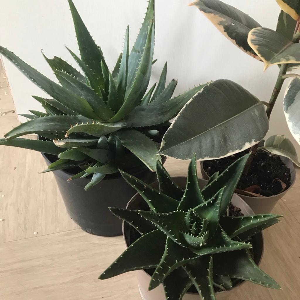 3 Plants mix - spider plant aloe Vera plant House /Indoor Pot Plant -
3 beautiful healthy plant collection mix,
 2 aloe vera plant and 1 Ficus plants in 22cm pot
Medium size plant is 55cm tall in 18 and 22 pot

Indoor House Plant for perfect for Home, Bedroom, Kitchen and Living Room, Perfect for Clean Air,
