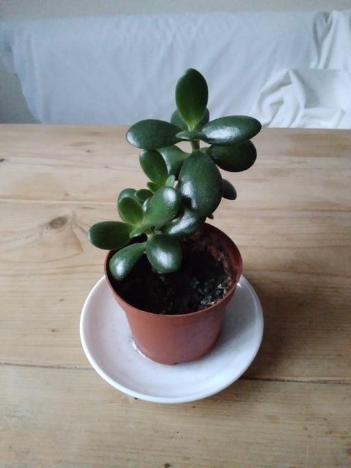 Buy & Sell Pembrokeshire - Wales Pantygrwndy - Pembrokeshire - Photos for indoor plant