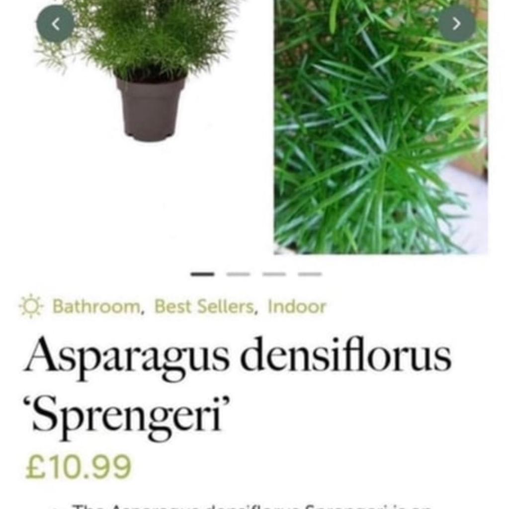 Asparagus Fern - Asparagus Sprengeri
Please do look my other items
From a pet an smoke free home
Only collection
Peckham
