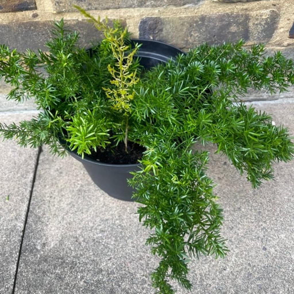 Asparagus Fern - Asparagus Sprengeri
Please do look my other items
From a pet an smoke free home
Only collection
Peckham