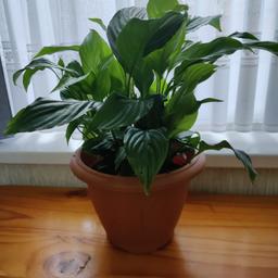 Hi I am selling this lovely Lily plant. Looked after very well. I have other plants on my listing too. Plant comes with pot too.
FREE