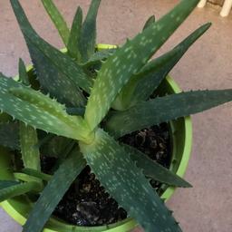 Schöne Pflanze Aloe Vera