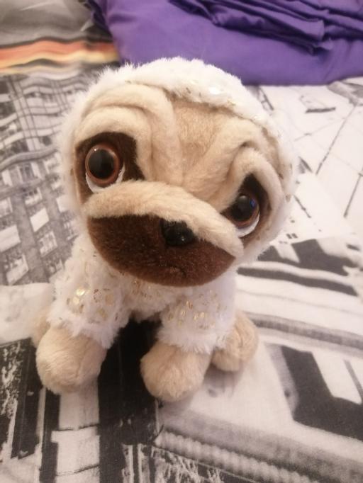 Buy & Sell South Yorkshire Barnsley - Photos for pug teddy
