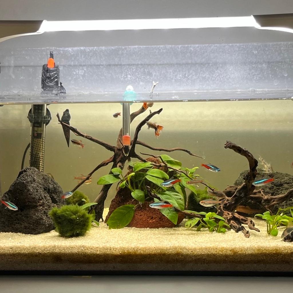60l Aquarium Glas mit Lampe, Pumpe, Heizstab
(Ohne Fische & Einrichtung)
Wurde von einem halben Jahr alles neu gekauft