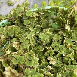 Fairy moss floating plant great for pond cover. You will get a dinner plate diameter amount