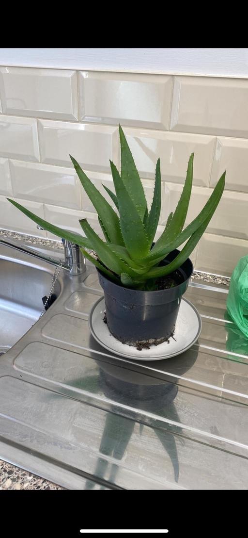 Buy & Sell South Yorkshire Doncaster - Photos for Aloe Vera plant