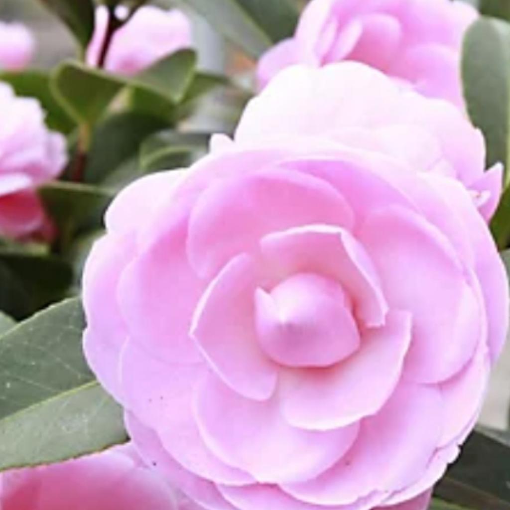 BRAND NEW ,ONCE PLANTED WILL GROW INTO BEAUTIFUL LARGE CAMELLIA FLOWER TREE COLLECTION ONLY, 1 WK SALE ONLY,PAID £85, medium size £25