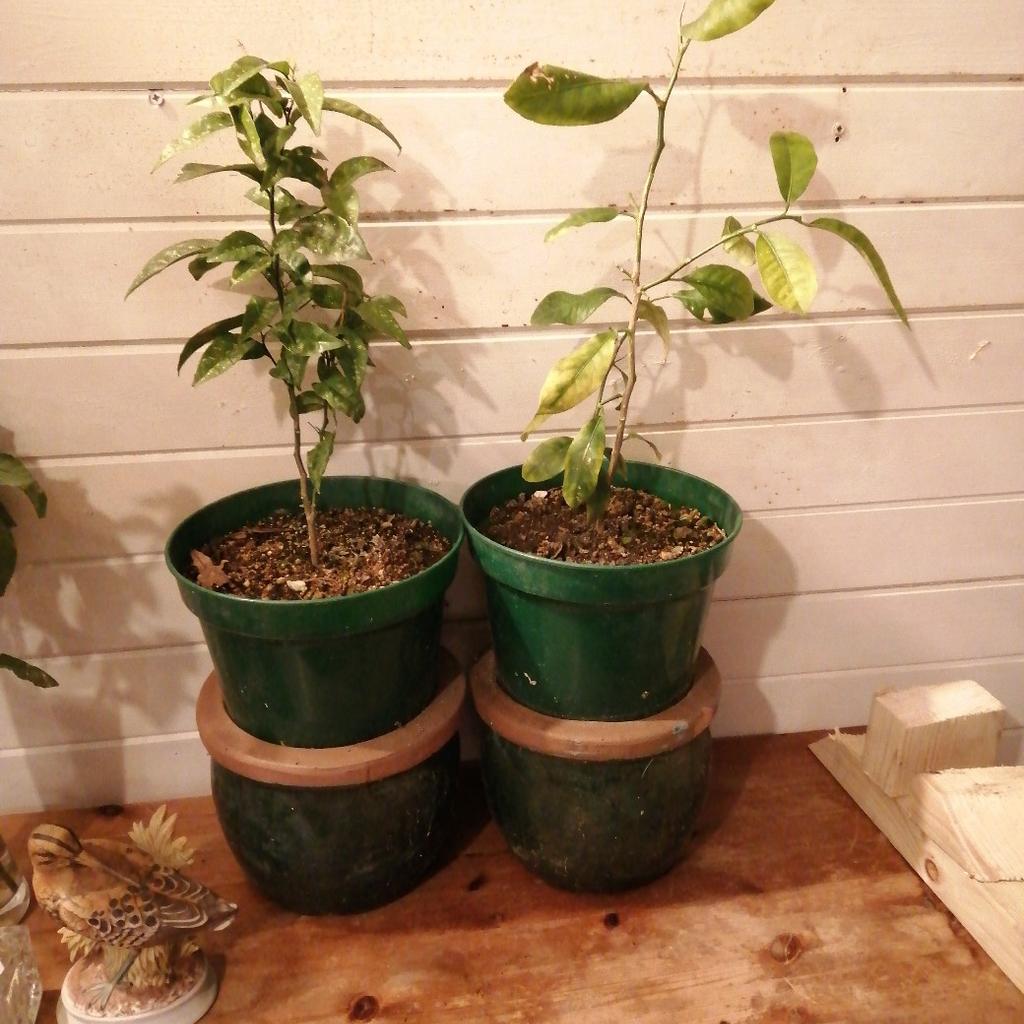 ONE LEMON TREE AND ONE ORANGE TREE FOR SALE. £15 EACH, OR £25 FOR BOTH, THEY ARE IN GOOD AND HEALTHY GROWING CONDITION.