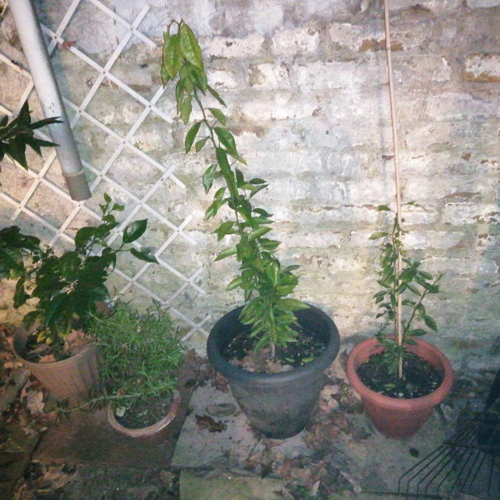 LEMON AND YUCA TREES FOR SALE, ALSO A VERY BIG AVOCADO TREE, FOR SALE, ALL HEALTHILY GROWING. £10 EACH OR TWO FOR £17.