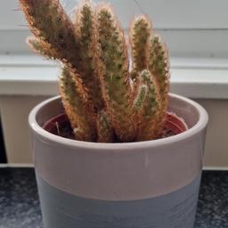 Low maintenance
Live cactus plant
Plant pot included