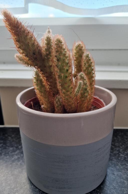 Buy & Sell East London Wapping - East London - Photos for Real cactus plant, pot included