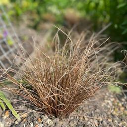 This sale is for one Large Carex Comans Bronze Ornamental Grass. This type of grass has stunning golden and brown colour and will be the same colour all year round. Perfect for softening the style in a modern garden or as a lovely addition to a cottage style garden.