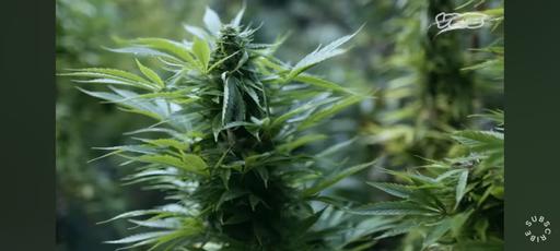 Buy & Sell Suffolk East Suffolk - Photos for hemp seeds GREEN ALIEN 