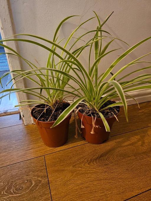 Buy & Sell Enfield Town Centre Enfield - Photos for spider plants