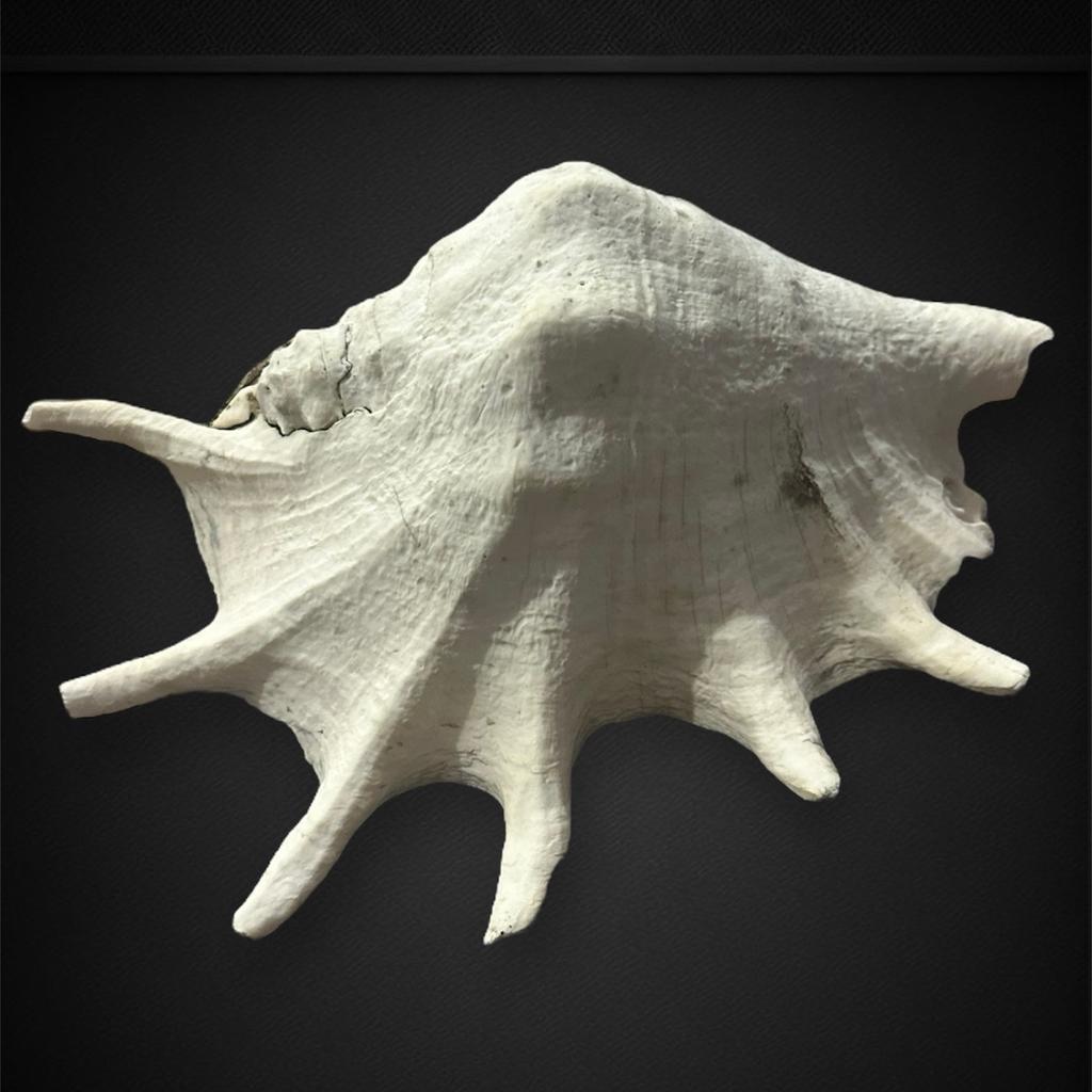 RARE Giant Spider Conch Natural SeaShell in SE11 London for £95.00 for ...