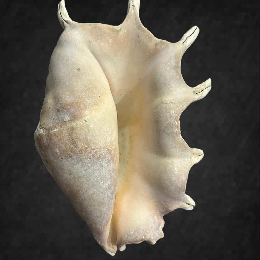 RARE Giant Spider Conch Natural SeaShell in SE11 London for £95.00 for ...