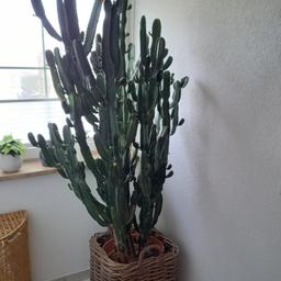 Verkaufe Kaktus-Wolfsmilch (Euphorbia ingens) inkl. Topf und Flechtkorb in guten Zustand
Höhe: 200cm
Breite: ca. 60cm