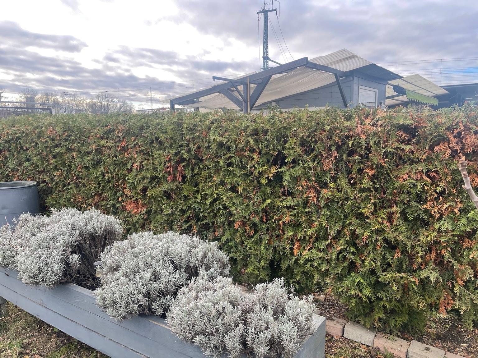 7 Thyja Bäume zum verschenken Garten in 67063 Ludwigshafen am Rhein für