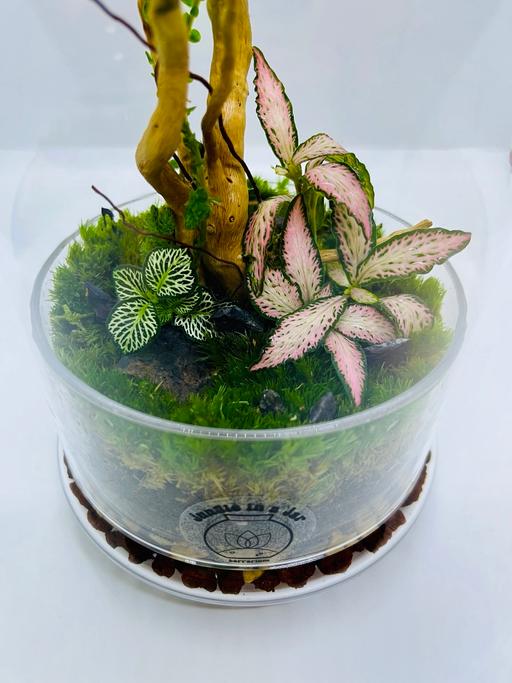 Buy & Sell Central London Liverpool Street - Central London - Photos for Live plants terrarium glass cloche