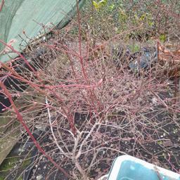 12 well established bare root blueberry bushes. Approximately 6 yrs old.
£5 each or may take an offer for the lot