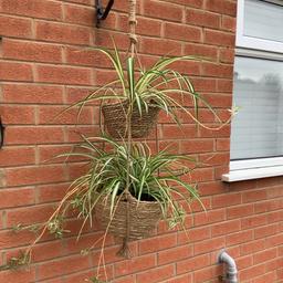 2 healthy spider plants and basket included.
Indoor plant, easy to care for.