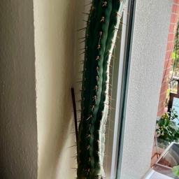 Kaktus 63 cm hoch ( der Preis ist VB)