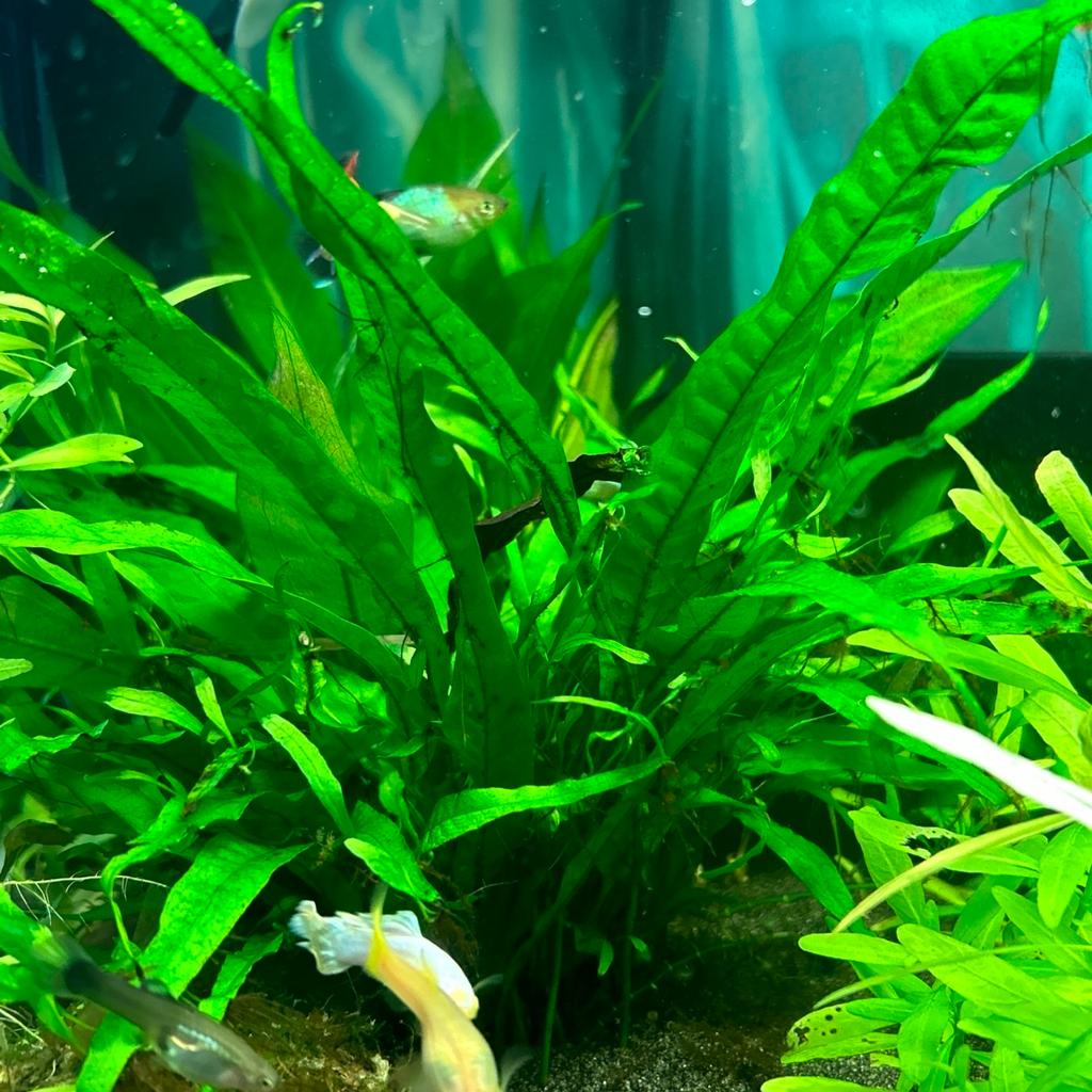 You will receive one Java fern pup that will grow into the plant pictured.