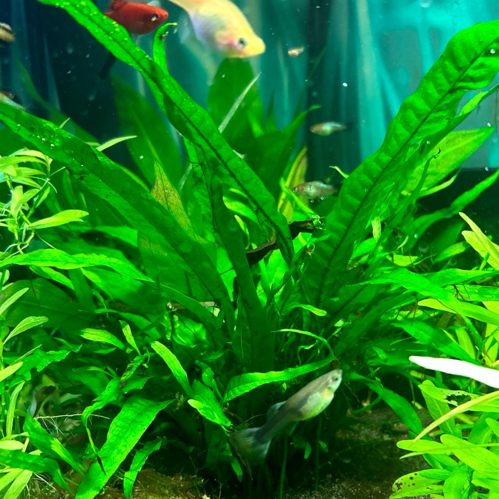 You will receive one Java fern pup that will grow into the plant pictured.