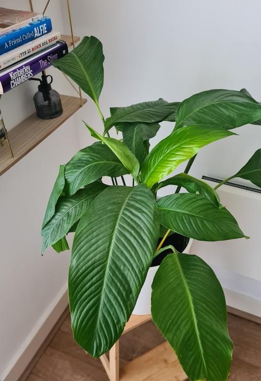 Buy & Sell East London Beckton - East London - Photos for Beautiful plant with pot