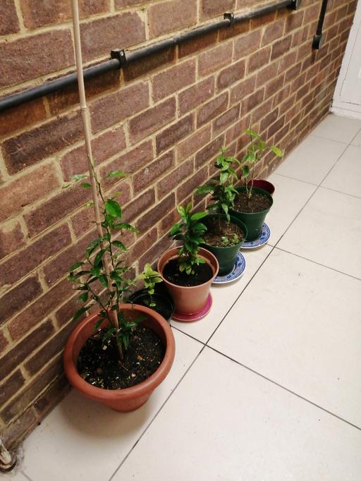 Buy & Sell South West London Kingston upon Thames - Photos for LEMON TREES