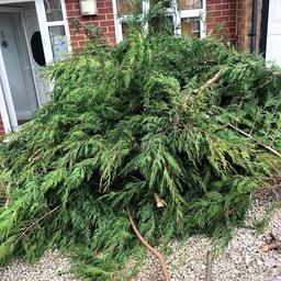 Need a TR33 Surgeons? We can take down ANY high rambling holly trees, reduce their size shape AND clean up afterwards.

Reasonable and good rate, start to finish work!

GOT WORK? Whatsapp your job 07459316650. FREE non-obligation quote.

Thanks,