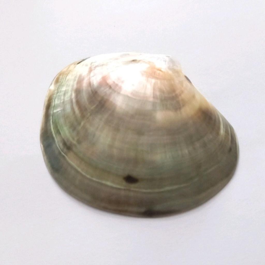 Large high quality shell pendant with natural pearled effects.

For jewellery making and other art and design projects.

Pendant measures approximately 70mm x 60mm x 3mm

Top drilled.

Completely brand new.

If there are any questions, please feel free to message me 🙂

#LargePendant
#NaturalShellPendant
#JewelleryPendant
#JewelleryMaking