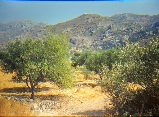 Buy & Sell Merseyside Saint Helens - Photos for vintage kodachrome photo olive grove greece