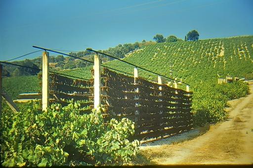 Buy & Sell Merseyside Saint Helens - Photos for vintage kodachrome photo sultanas crete