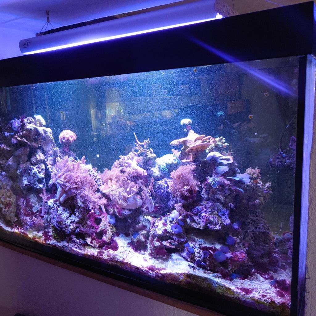 Verkaufe Meerwasseraquarium 500 Liter mit Inhalt + ATI LED T5 Powermodule Hängeleuchte + Häng in abschäumer. Gebe mein Hobby auf da ich mit den cyanos nicht mehr fertig werde und keine Lust mehr habe