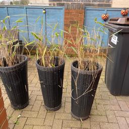 £6 each or £15 for all three

63 cm height of planter
32 cm circumference