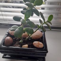 Jade or money plant in bonsai ceremic flower pots.  2 pots are light green and 1 is dark blue glazed. Elegant for any setting home/office.  £10 each or all 3 for £25.  All proceeds go to charity.