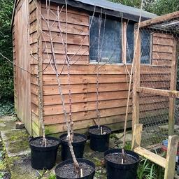 £30 each
I have apple, pear, cherry and plum trees available.
SORRY, SOLD OUT OF PEAR TREES.