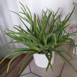 Aloe Vera mit weißem Topf. Höhe 53cm Breite 70cm. Abzuholen in Hassloch.