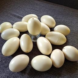 25 Stück ausgeblasene Nandu Eier

12 € pro Stück

Nicht einzeln abzugeben, nur alle zusammen bzw ab einer bestimmten Menge

Selbstabholung

Keine Garantie oder Gewährleistung