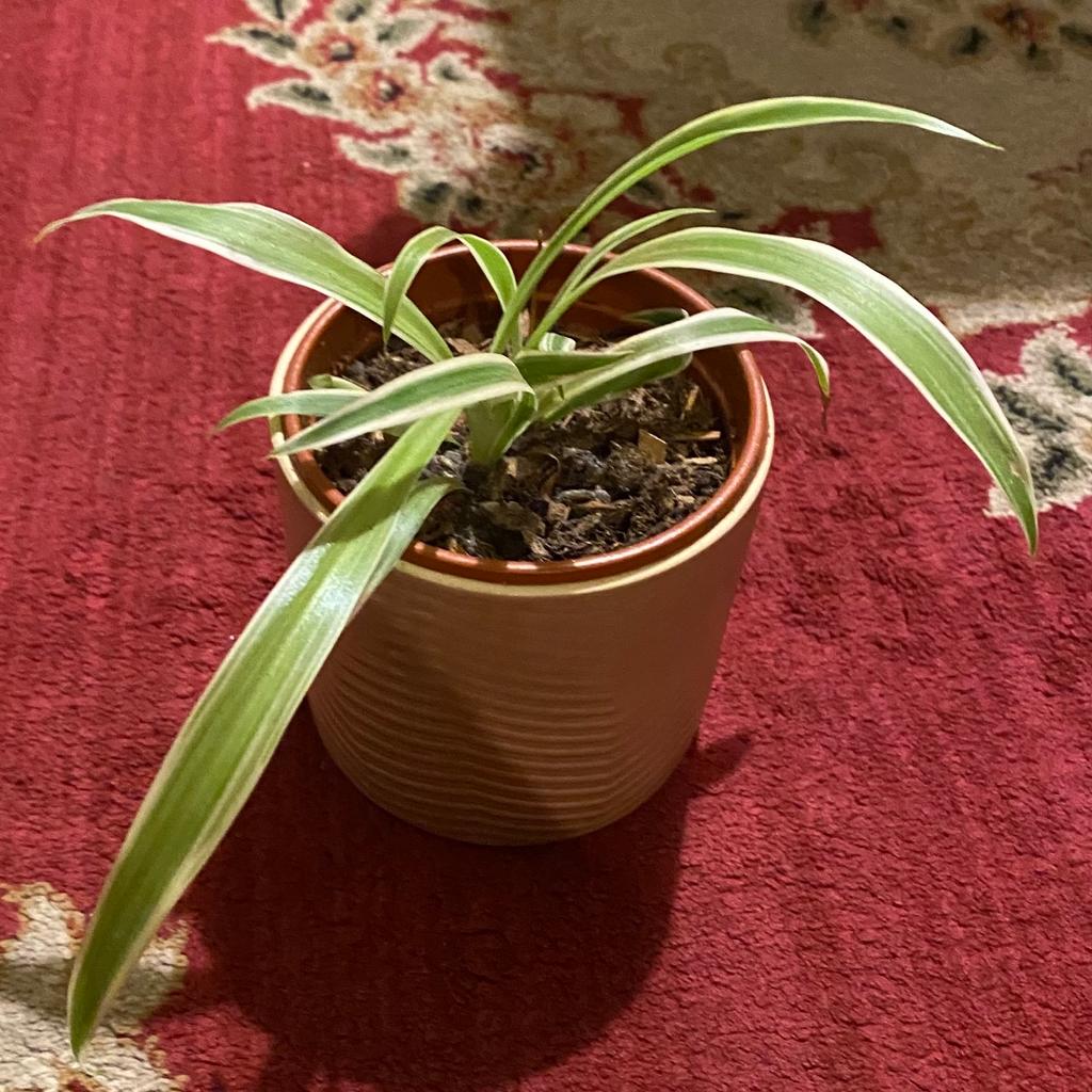 Chlorophytum co- mosum plant also known as the spider plant going cheap
Can be delivered upon request