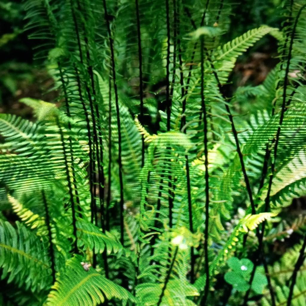 Only 2 left now. This is a hardy evergreen fern. Gets to 45-60cm tall x 45-90cm wide. Likes full sun to full shade in well drained soil. Great in tubs or woodland gardens. Clump forming. Buyer must collect. (£7.50 a 3litre pot)