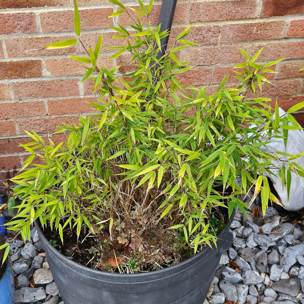 2 Bamboo plants in good condition selling due to moving. pots are included. £30 each or £50 ono