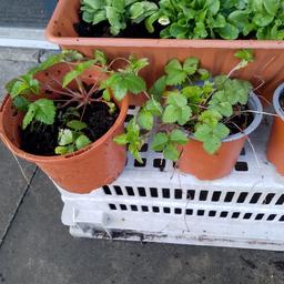 Strawberry plants can be planted outside