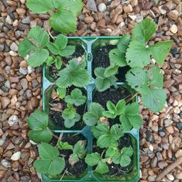 Tray of six young strawberry plants. Plant in the sun and fertilize with organic fertilizer for best results. No offers, collection only.