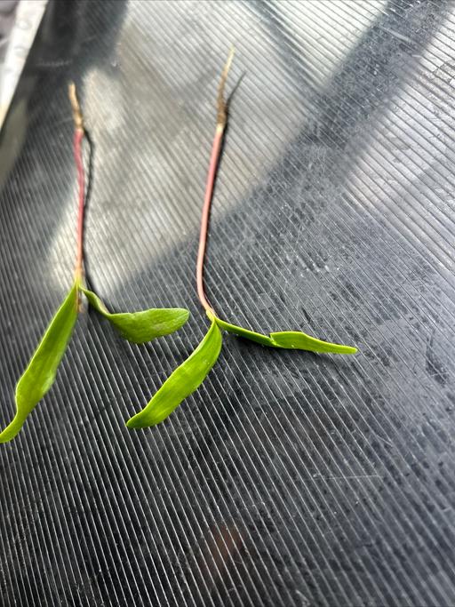 Buy & Sell South West London Sutton - Photos for Sycamore saplings. Tree growth/ bonsai