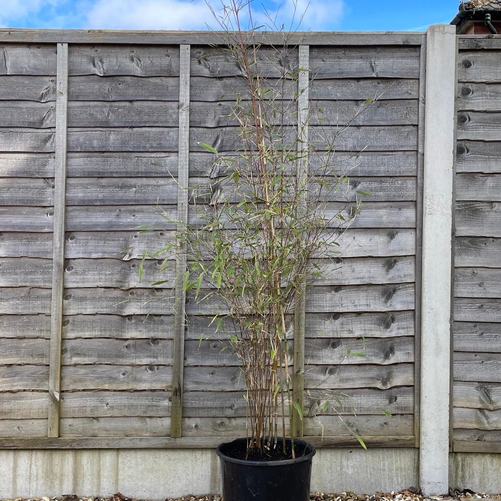 Dwarf leafed bamboo in 30cm pot
Approximately 7ft tall
Collection only from a B45 8RY postcode
No offers, sorry