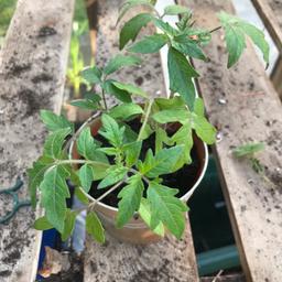 Tomato moneymaker plants
3 in pot