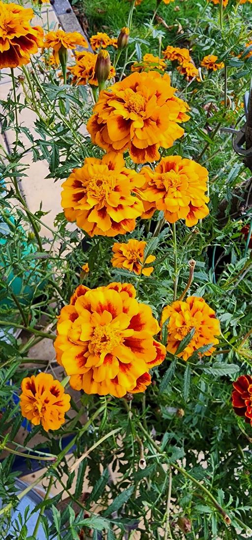 Buy & Sell East London - Photos for French Marigold Seeds X 100